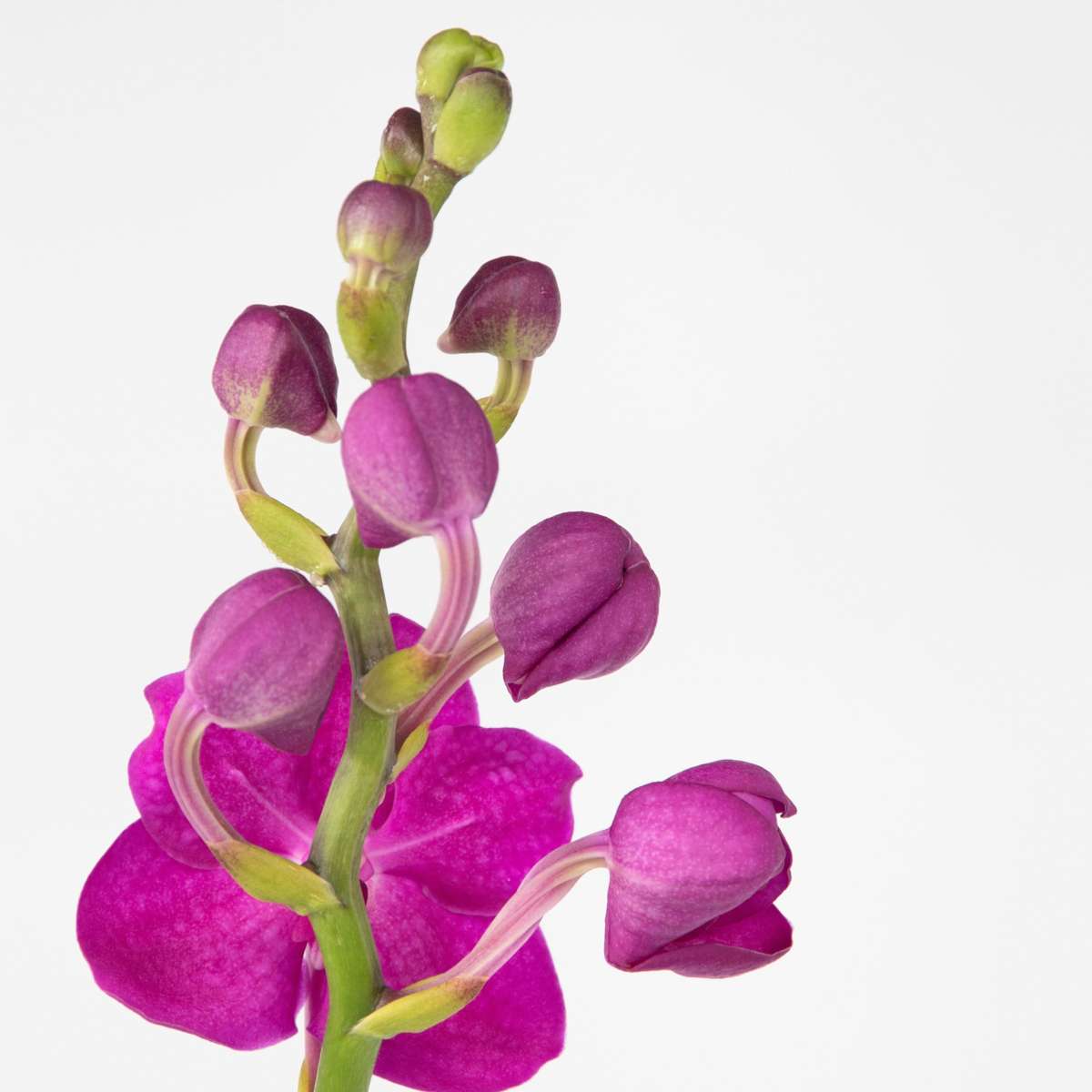 Vanda-Orchidee - Rosa - L