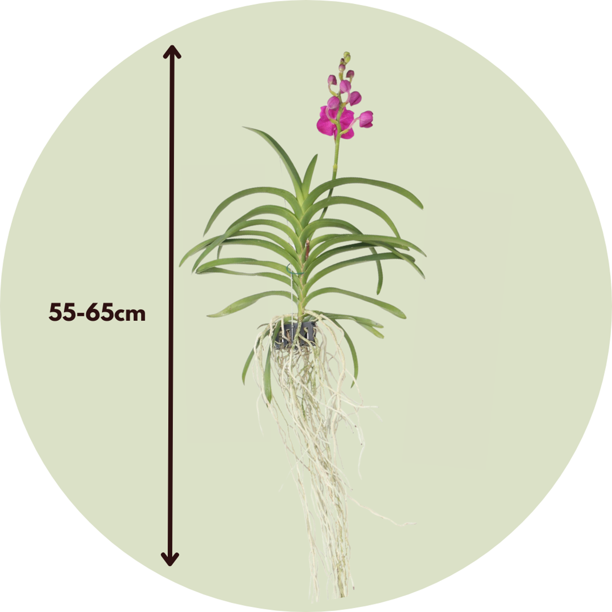 Vanda-Orchidee - Rosa - L