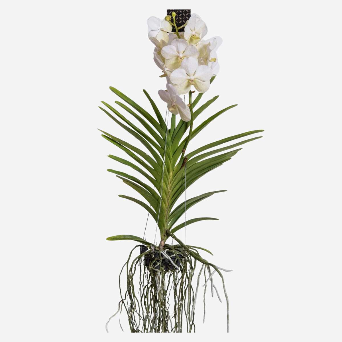 Vanda-Orchidee - Weiß - L