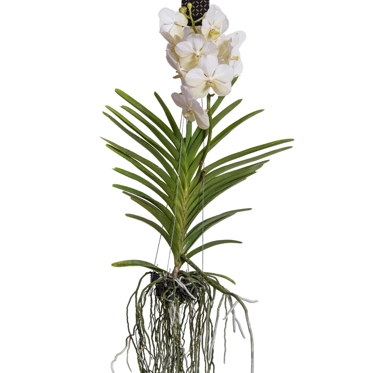 Vanda-Orchidee - Weiß - L