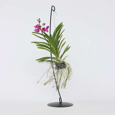 Vanda mit Ständer - Rosa