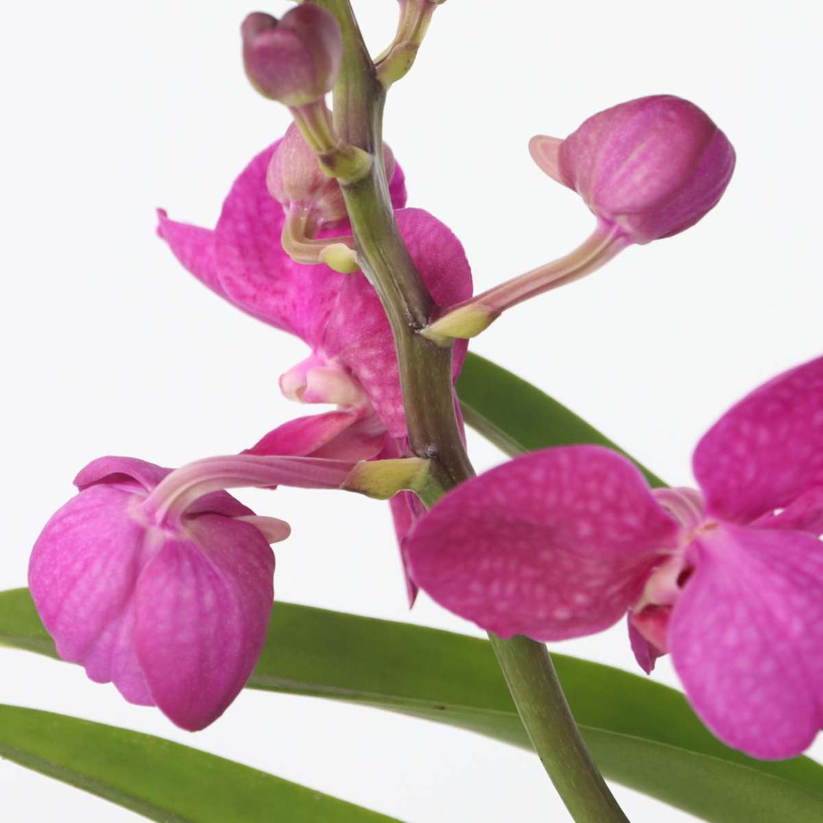 Vanda mit Ständer - Rosa