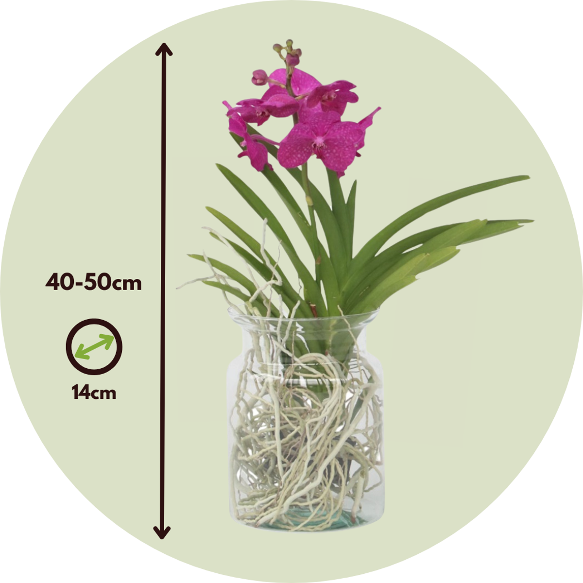 Vanda 'Bose' in Vase - Orchidee - Kirsche