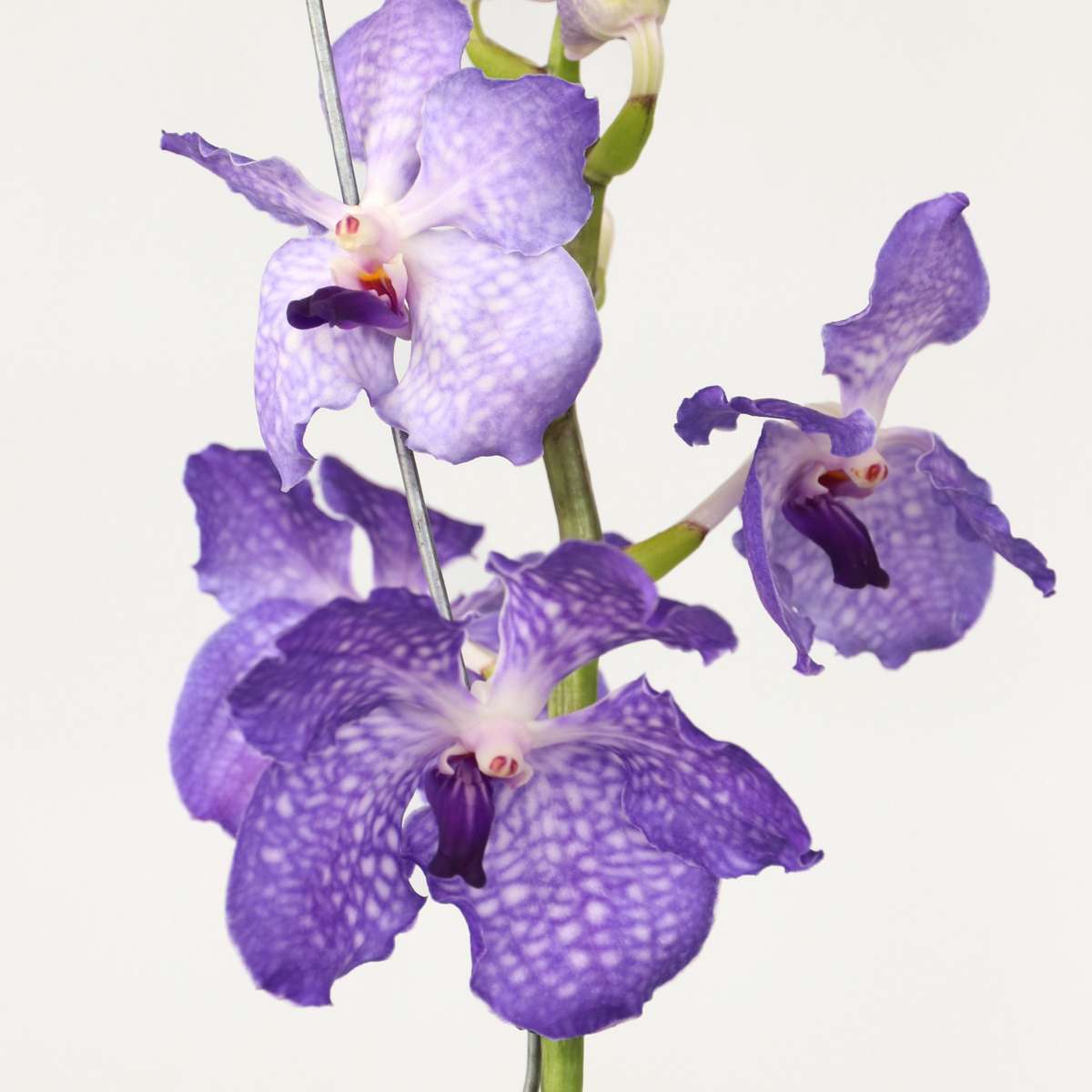 Vanda 'New Blue' - Orchidee - Blau