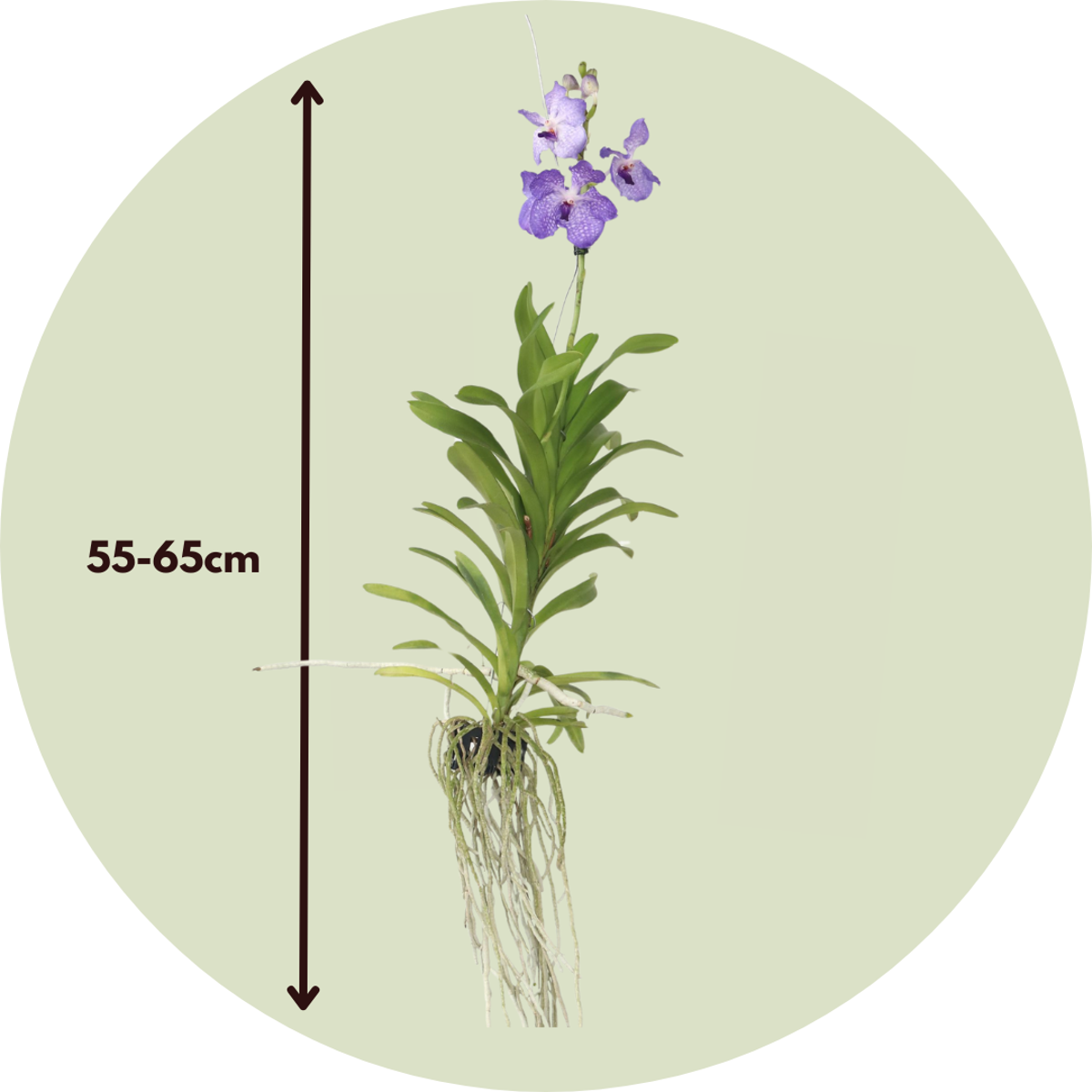 Vanda 'New Blue' - Orchidee - Blau