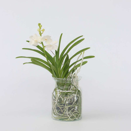 Vanda 'Bose' in Vase - Orchidee - Weiß