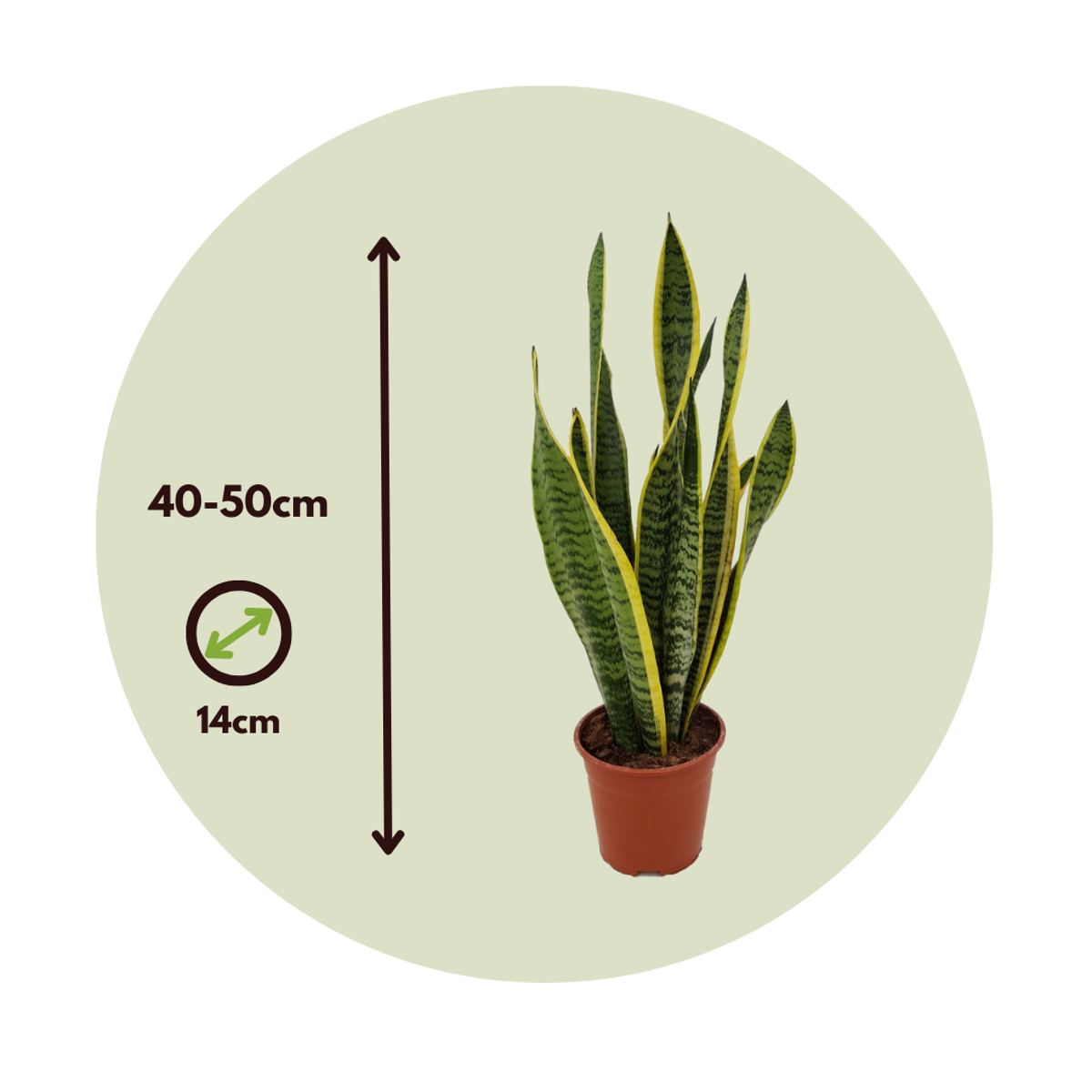 Sansevieria Laurentii