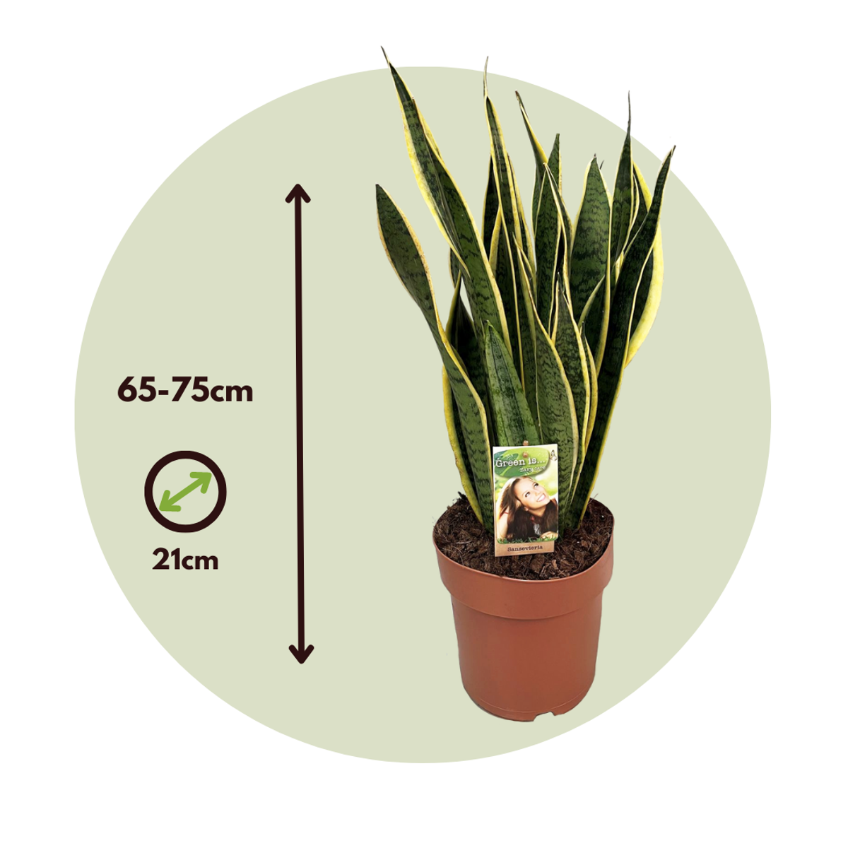 Sansevieria Laurentii