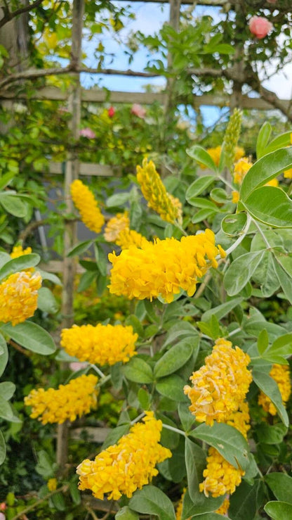 Argyrocytisus battandieri tuinplant in a pot, showcasing its green foliage and yellow flowers, from Tuinplantenloods.