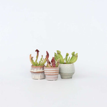 Sarracenia purpurea - Set van 6 - Vleesetende plant