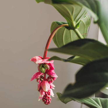 Medinilla Magnifica 'Flamenco'