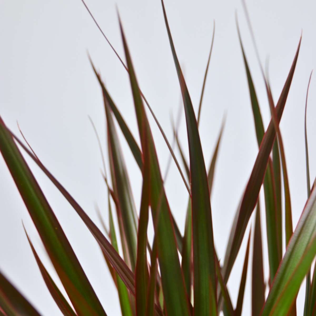 Dracaena marginata Magenta - Drakenbloedboom