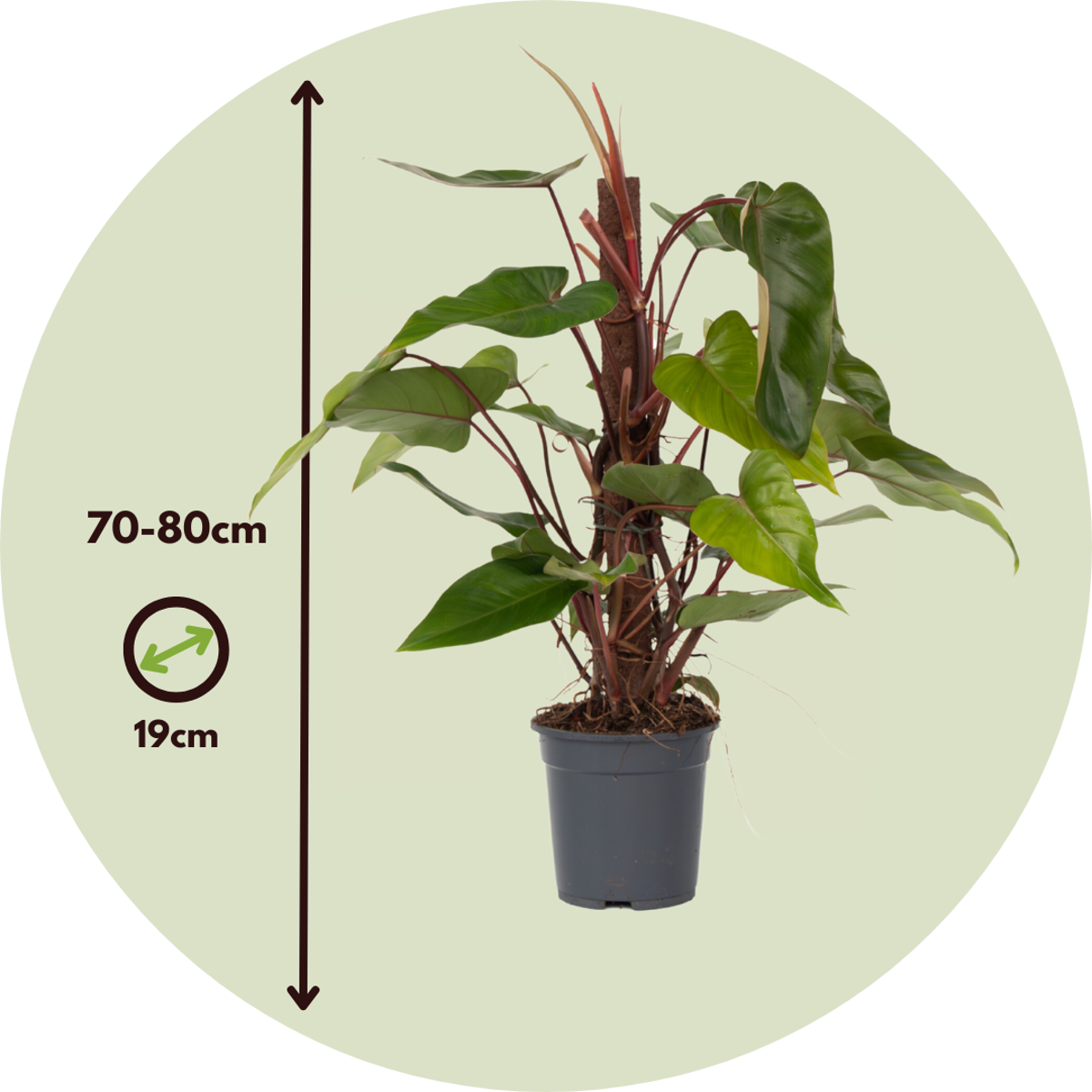 Philodendron 'Red Emerald Kratiste'