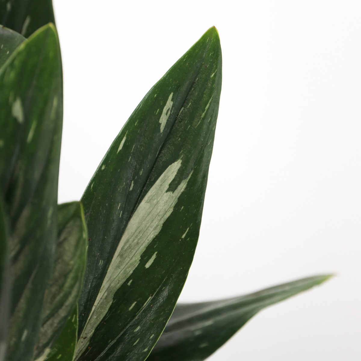 Philodendron 'Cobra' - Hängepflanze