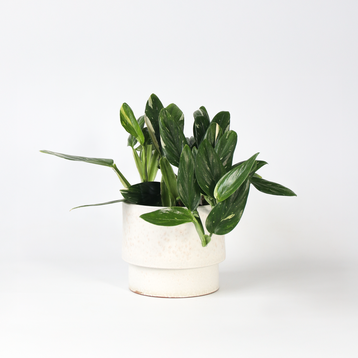 Philodendron 'Cobra' - Hängepflanze