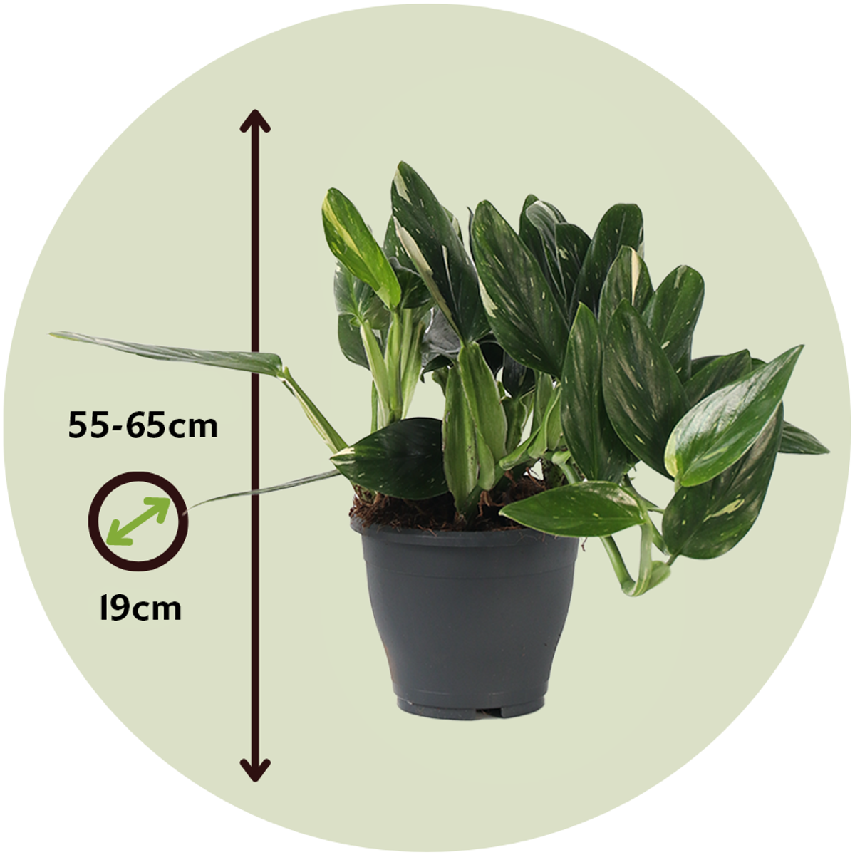 Philodendron 'Cobra' - Hängepflanze