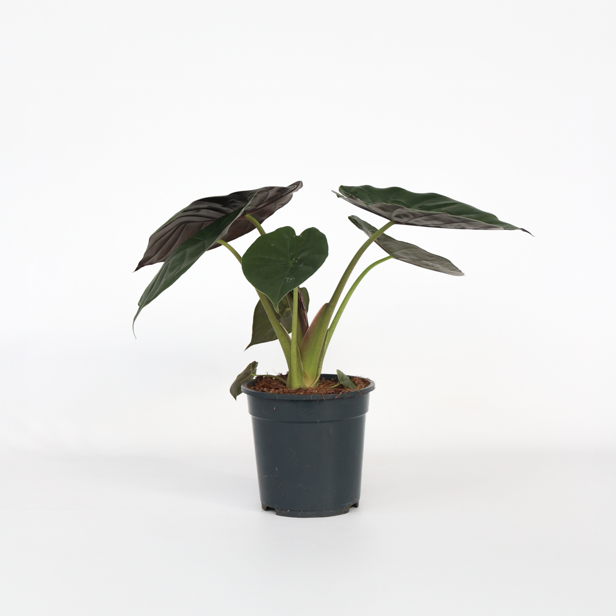 Alocasia 'Wentii' - Elefantenohr