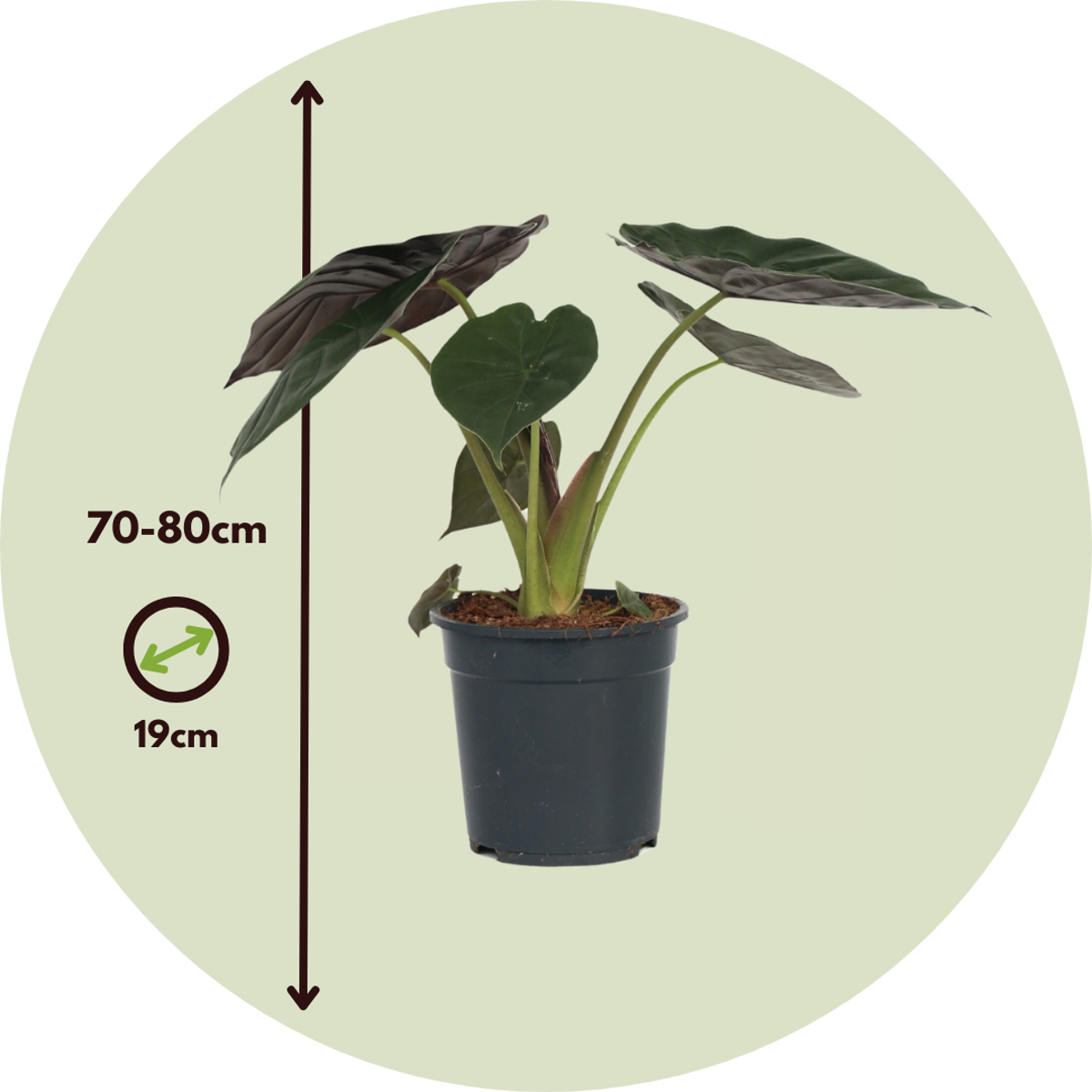 Alocasia 'Wentii' - Elefantenohr