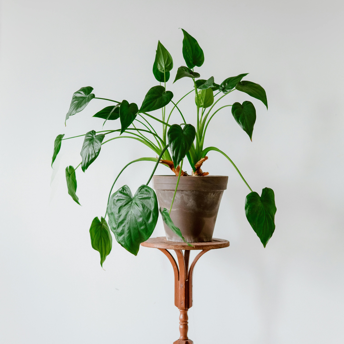 Alocasia 'Cucullata' - Elefantenohr