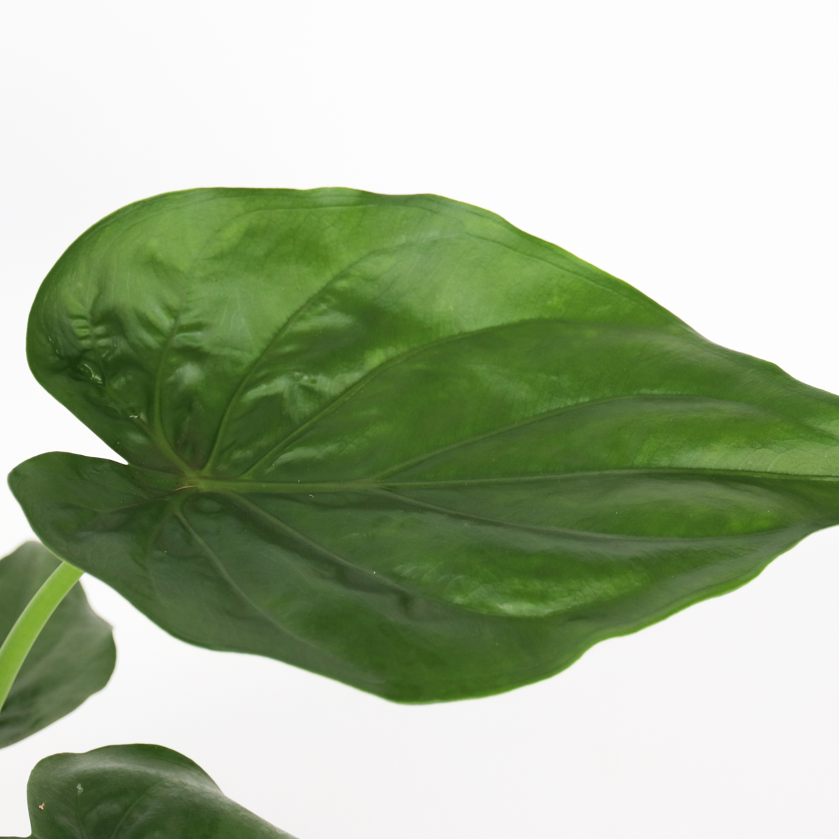 Alocasia 'Cucullata' - Elefantenohr