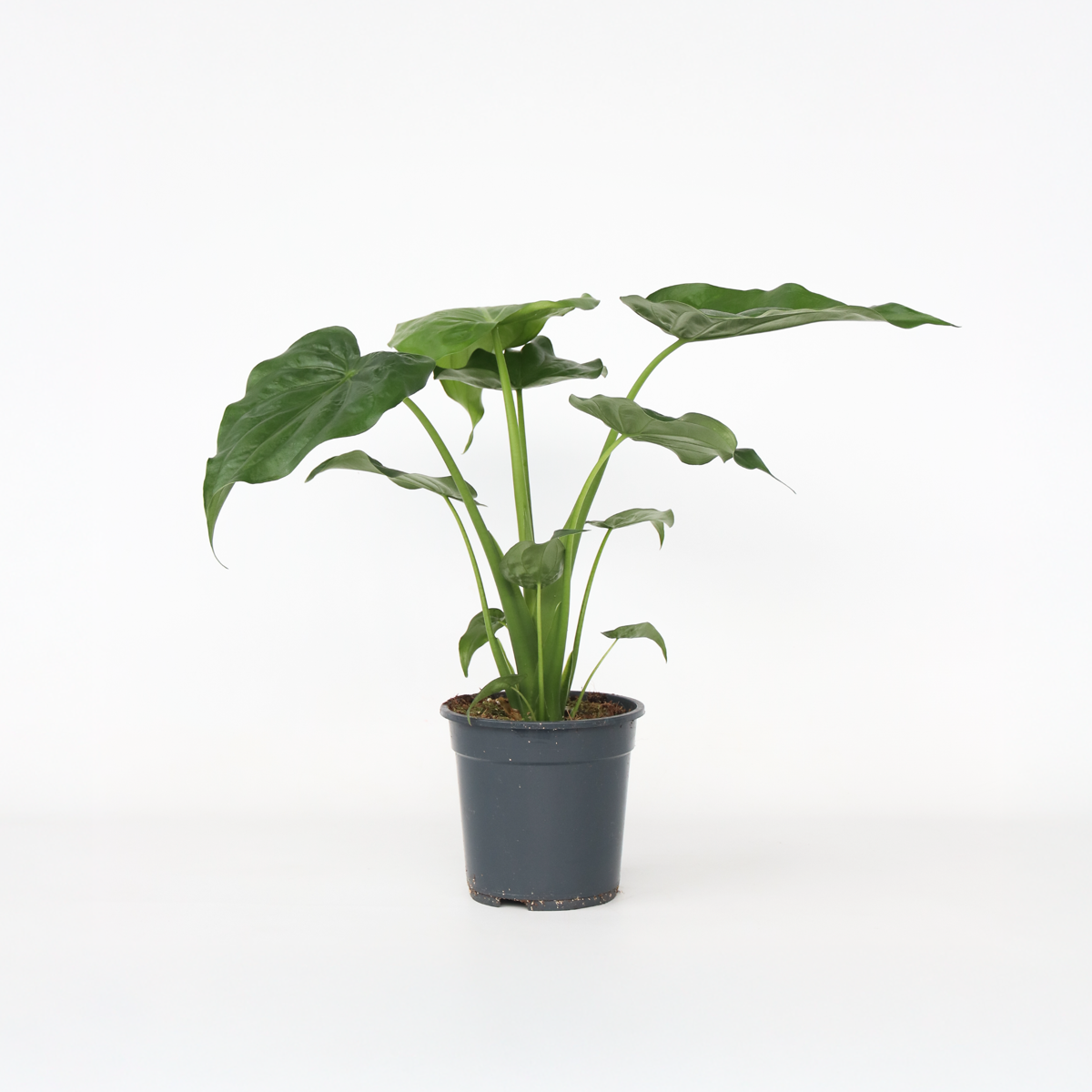 Alocasia 'Cucullata' - Elefantenohr
