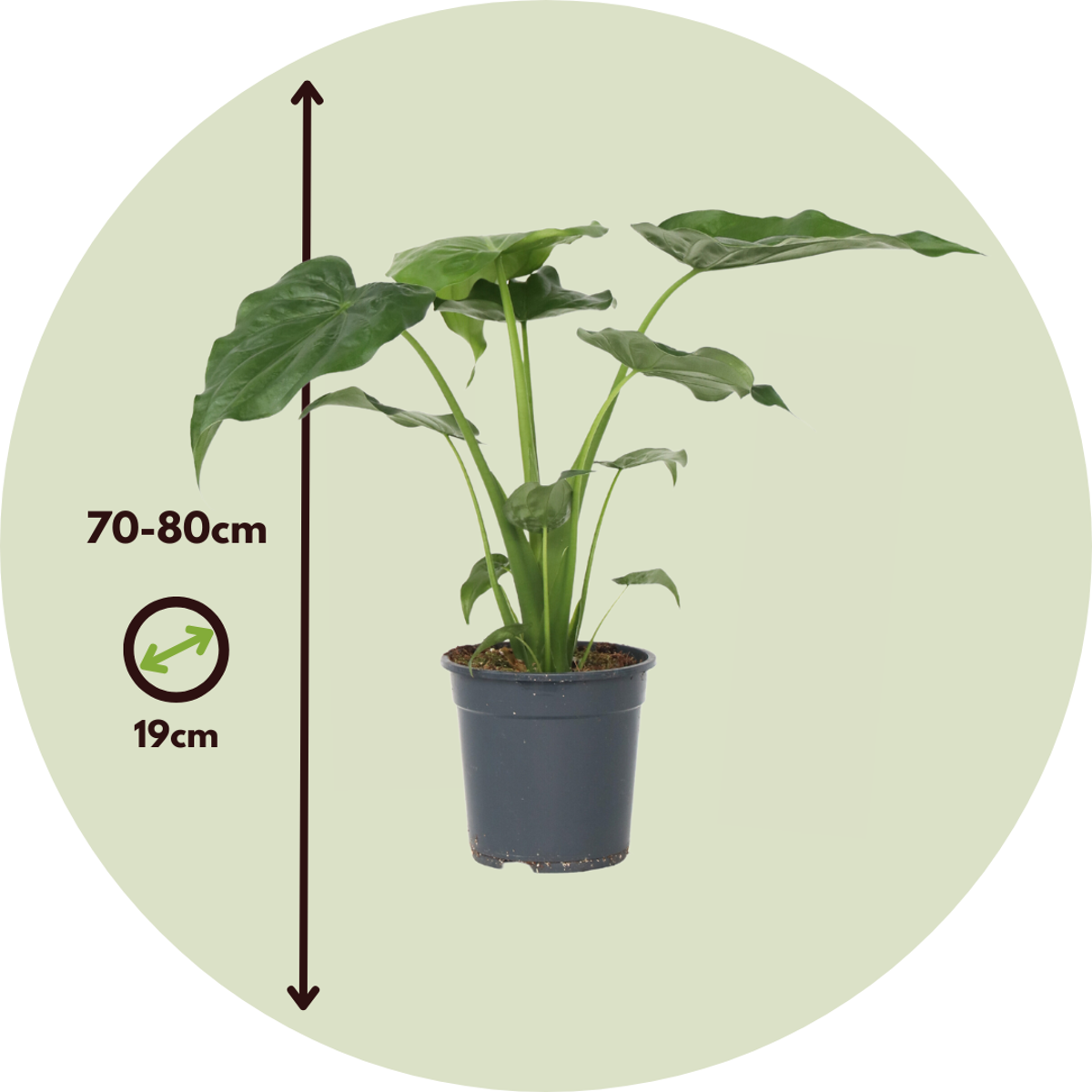Alocasia 'Cucullata' - Elefantenohr
