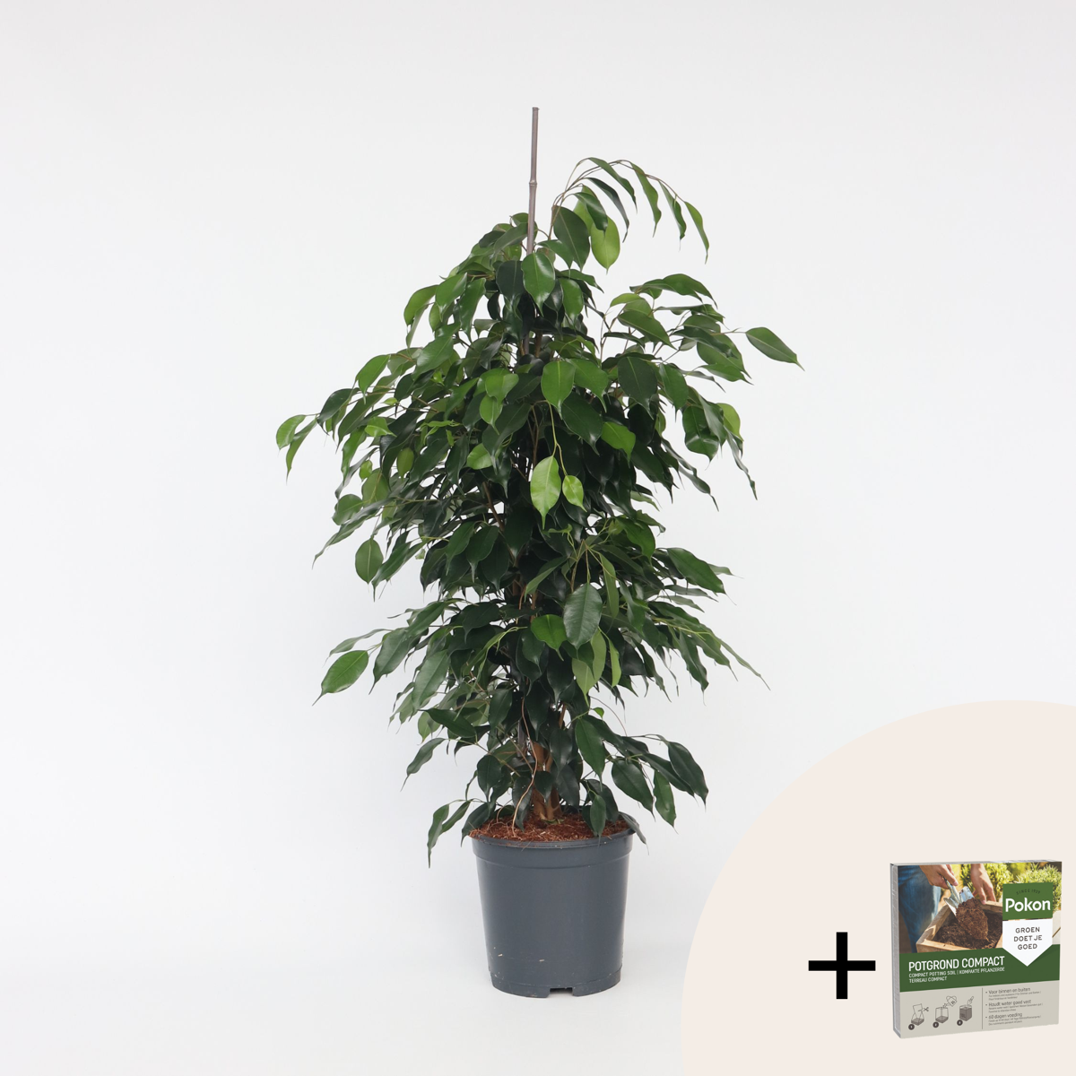 Ficus benjamina 'Danielle' - Mit Blumenerde