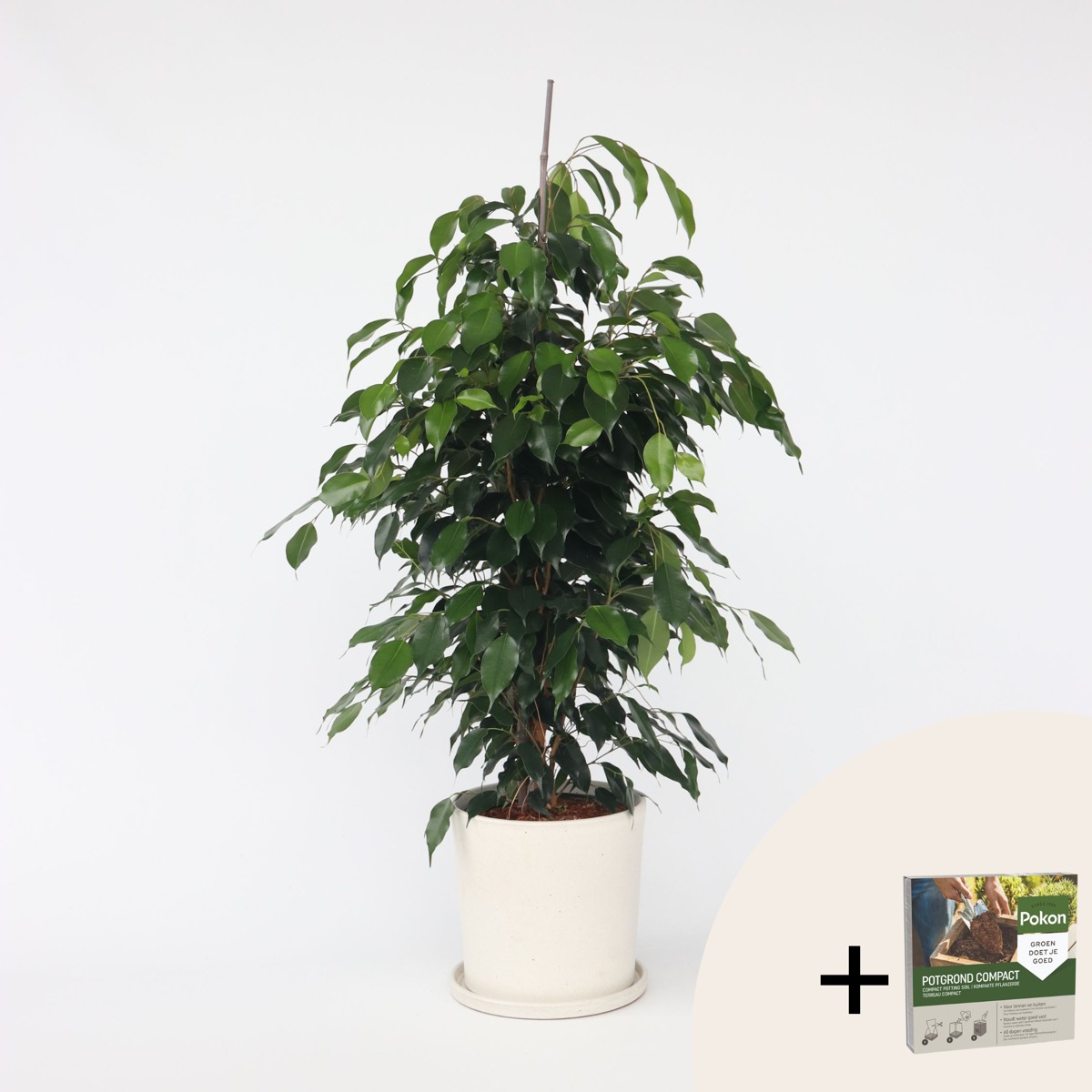 Ficus benjamina 'Danielle' - Mit Blumenerde