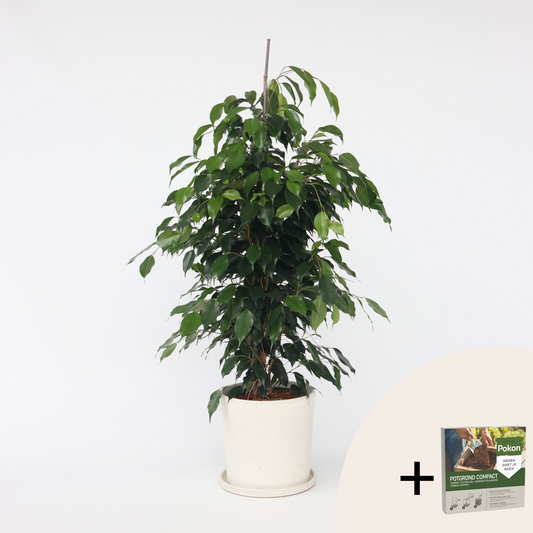 Ficus benjamina 'Danielle' - Mit Blumenerde