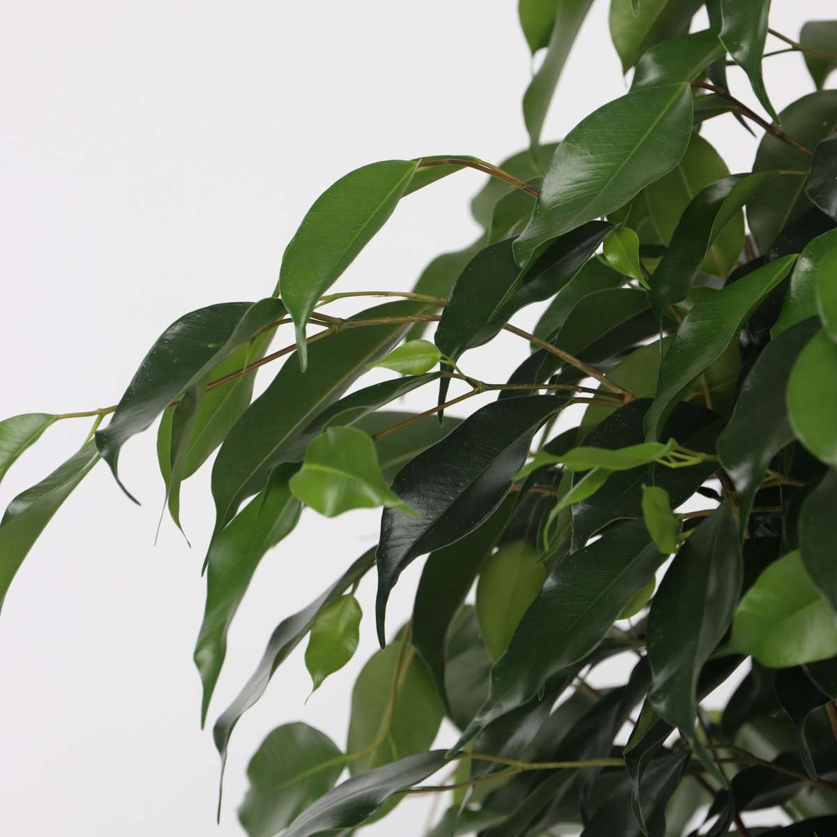 Ficus benjamina 'Danielle' - Mit Blumenerde