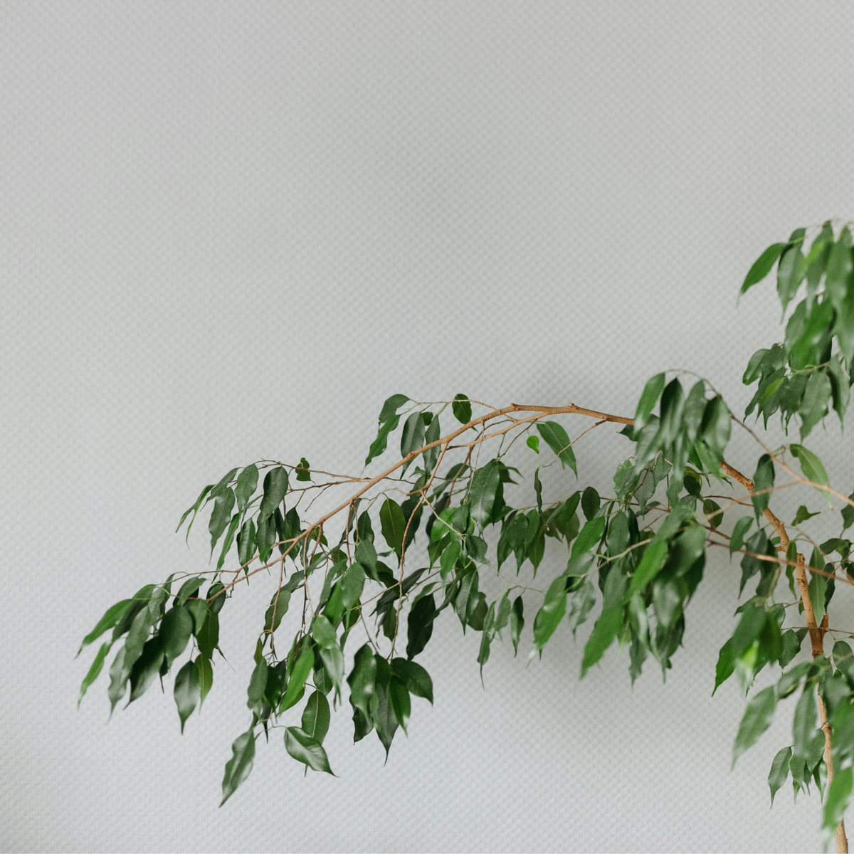 Ficus benjamina 'Danielle' - Mit Blumenerde