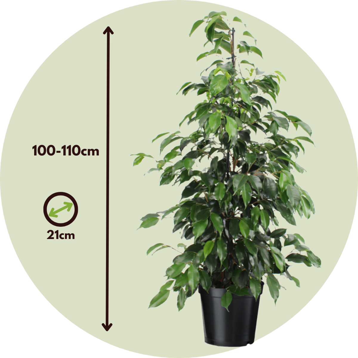 Ficus benjamina 'Danielle' - Mit Blumenerde