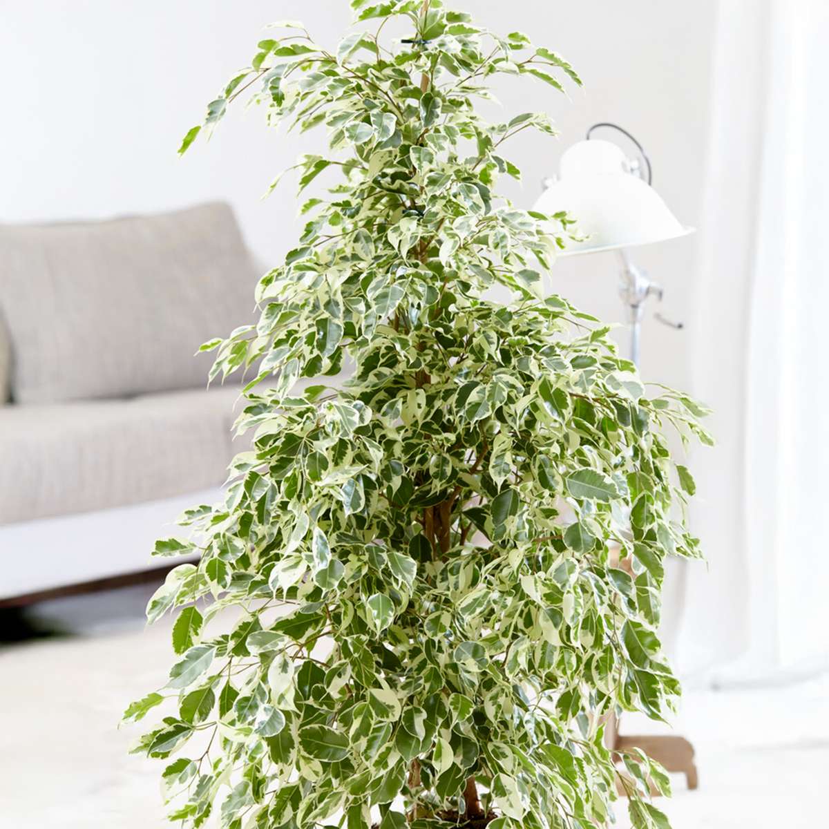 Ficus Benjamina Twilight