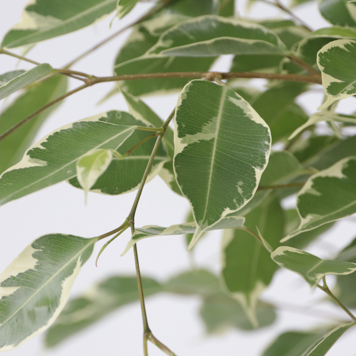 Ficus Benjamina Twilight