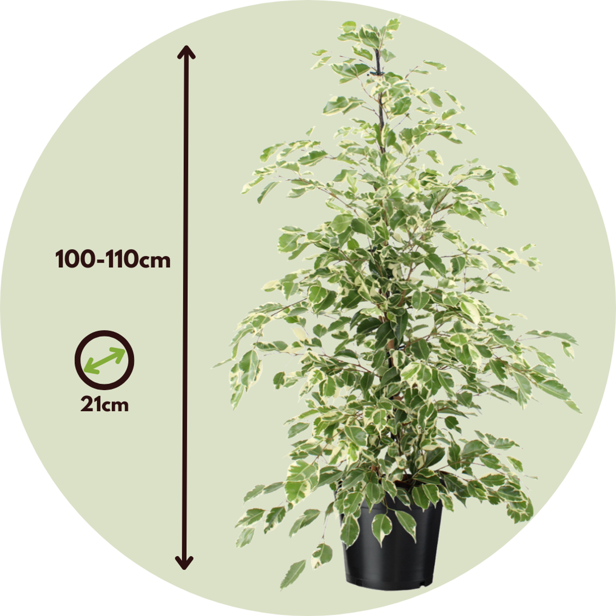Ficus Benjamina Twilight