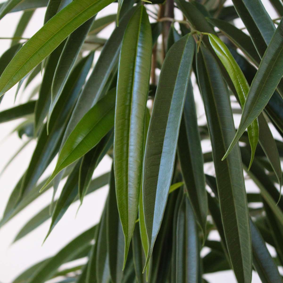 Ficus Binnendijckii Alii