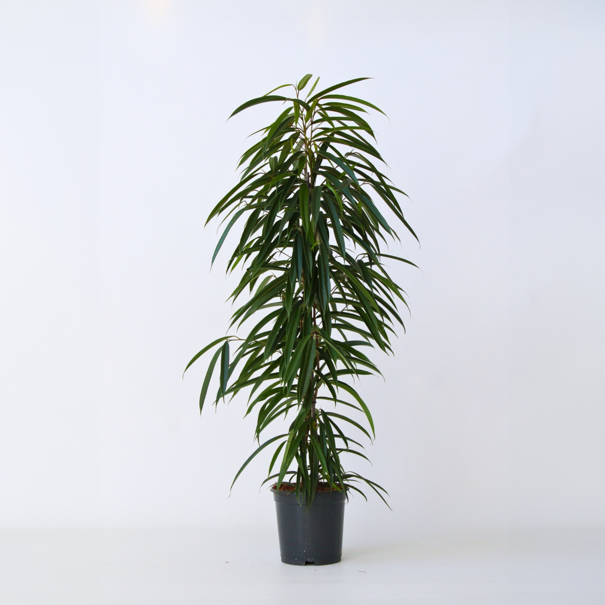 Ficus Binnendijckii Alii