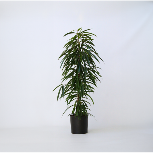 Ficus Binnendijckii Alii