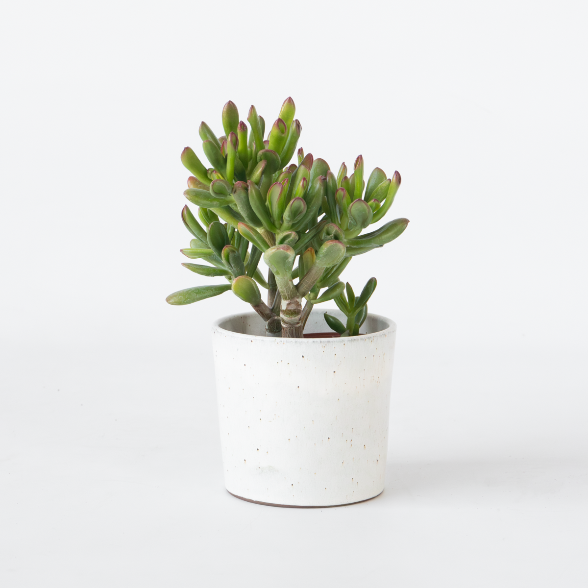 Crassula ovata 'Gollum'