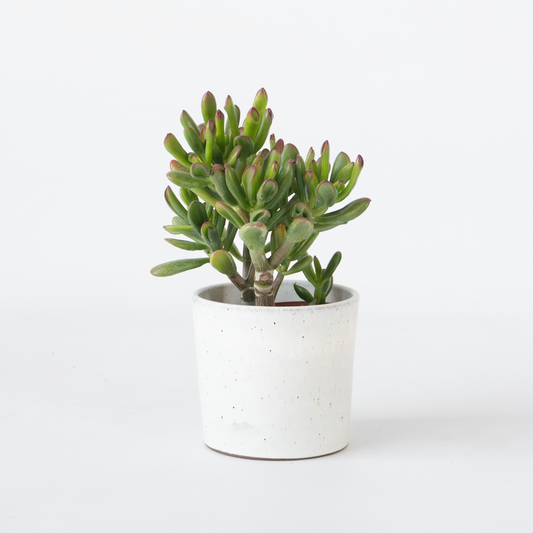 Crassula ovata 'Gollum'