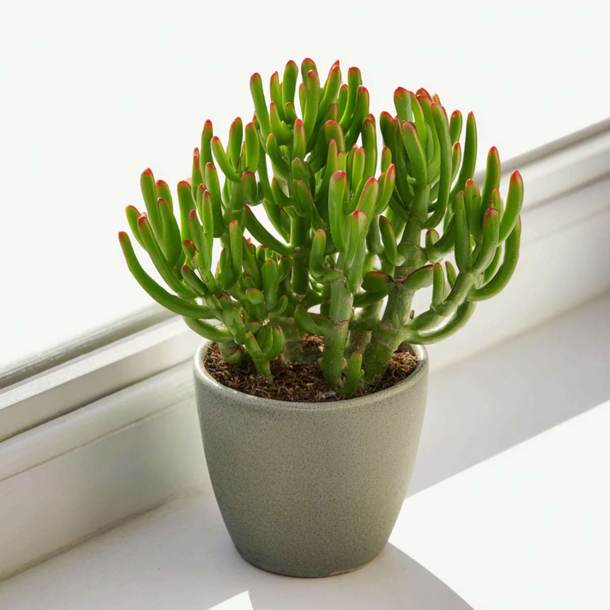 Crassula ovata 'Gollum' - 2er-Set