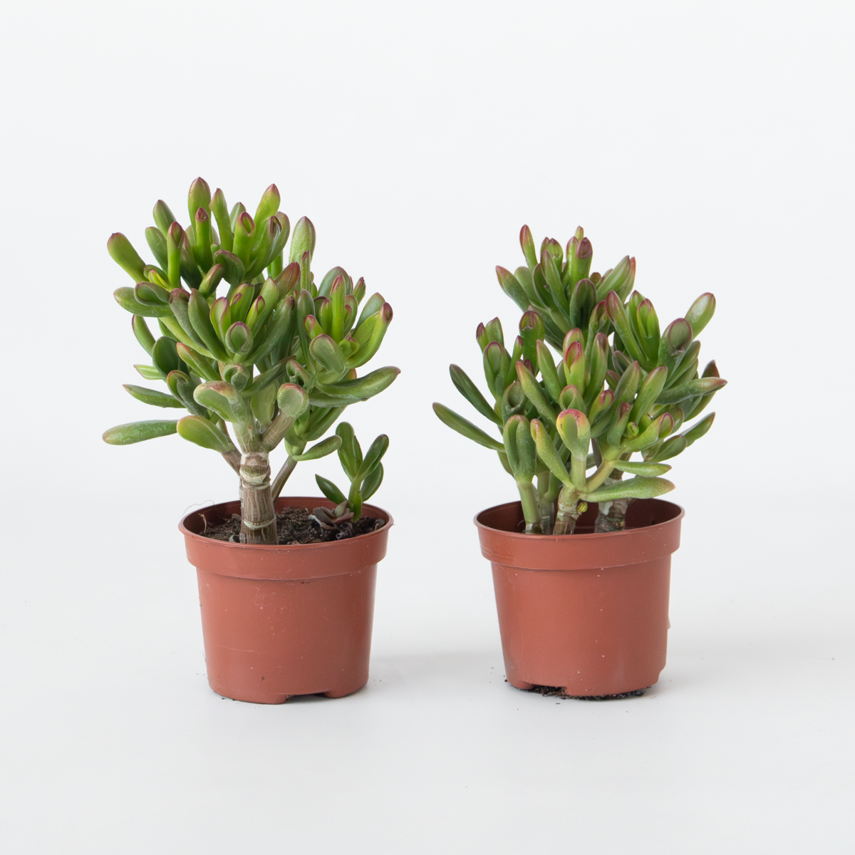 Crassula ovata 'Gollum' - 2er-Set