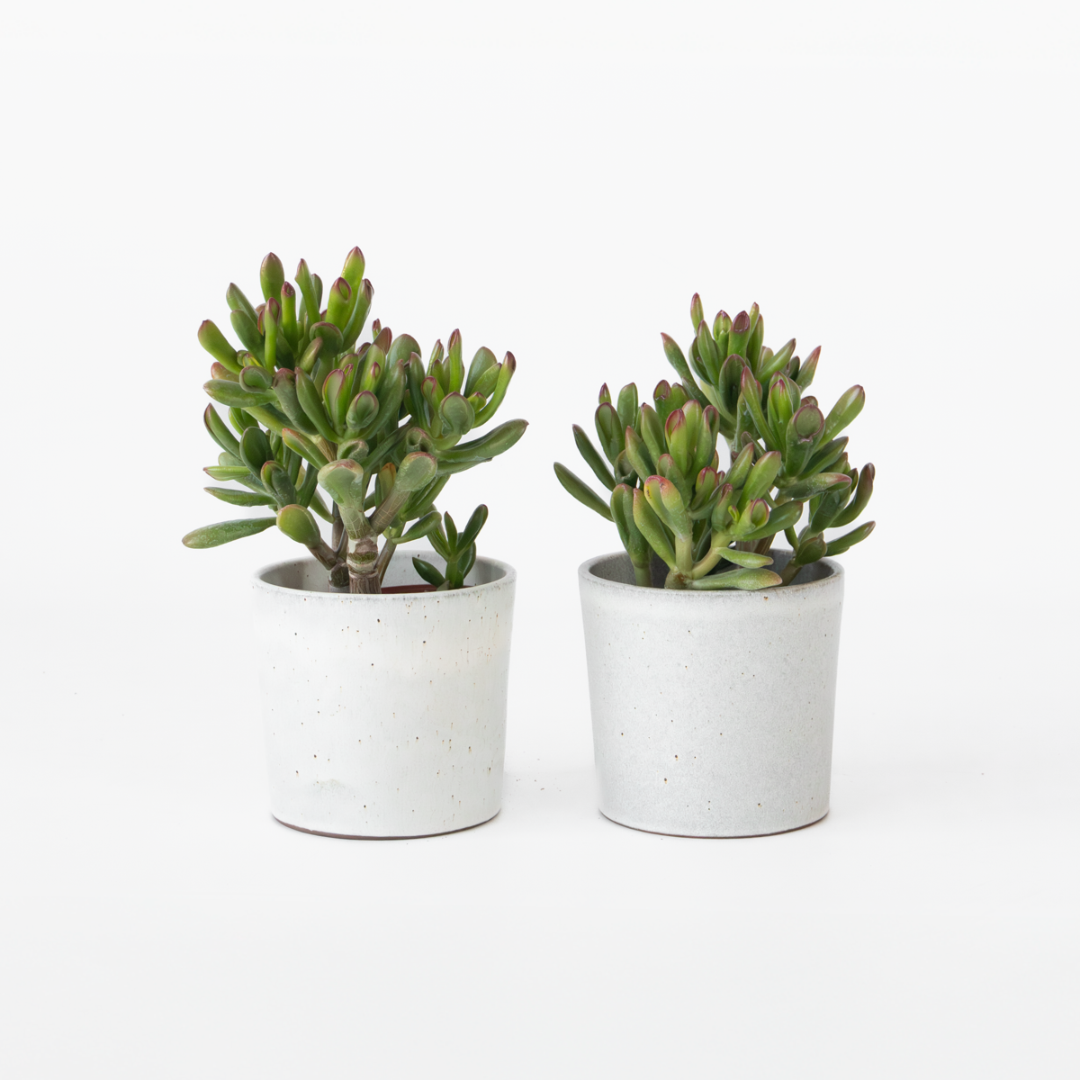 Crassula ovata 'Gollum' - 2er-Set