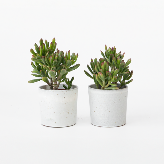 Crassula ovata 'Gollum' - 2er-Set