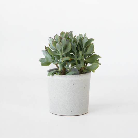 Jadepflanze - Crassula arborescens 'Curly'