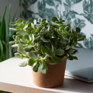 Jadepflanze - Crassula arborescens 'Curly' - 2er-Set
