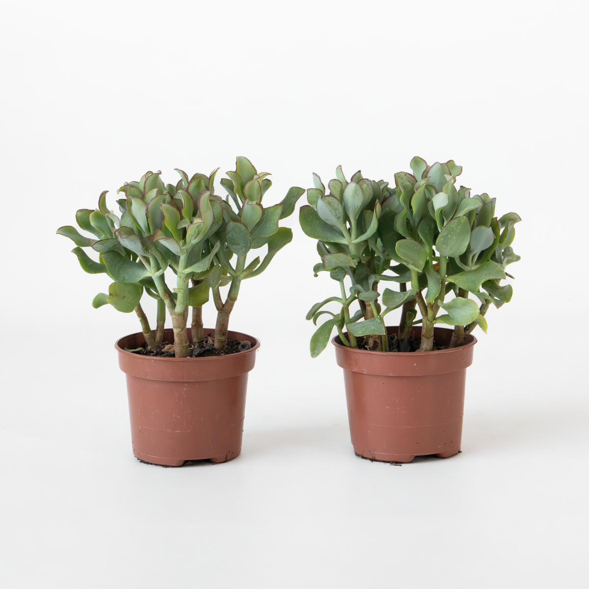 Jadepflanze - Crassula arborescens 'Curly' - 2er-Set