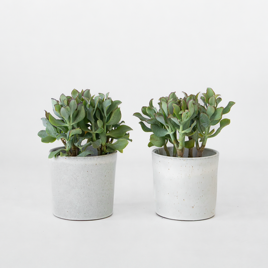 Jadepflanze - Crassula arborescens 'Curly' - 2er-Set