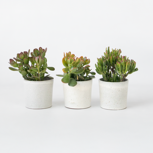 Crassula ovata - 3er-Mix