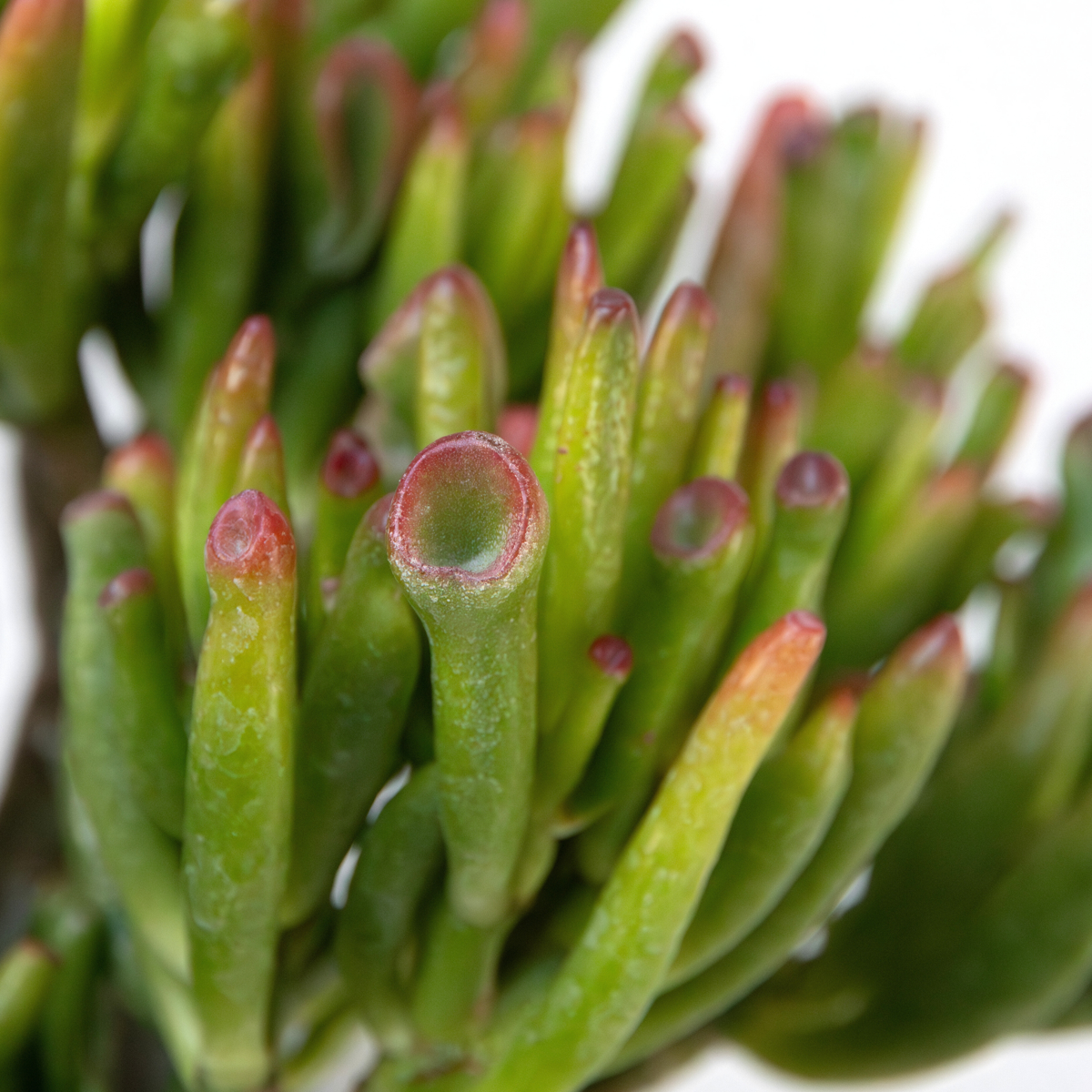 Crassula ovata - 5er-Mix